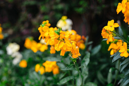 Golden Wallflower Bloom (Erysimum cheiri) in Soft focus, summer yellow floral background, copy space
