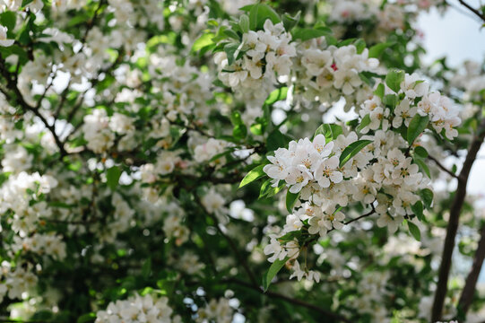 Blooming Apple Tree (Malus domestica), white spring flowers, blue sky background