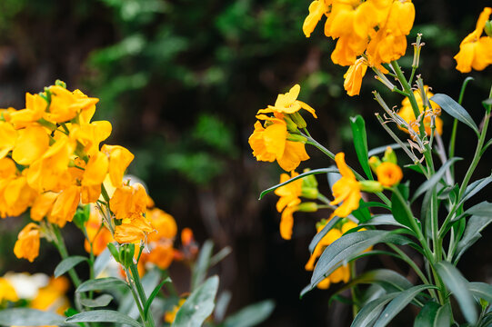 Golden Wallflower Bloom (Erysimum cheiri) in Soft focus, summer yellow floral background