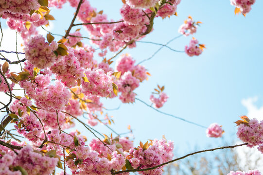 Double pink cherry blossom (Prunus serrulata) Spring bloom floral background against blue sky