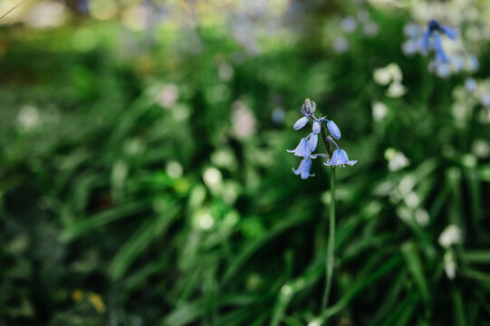 Bluebell purple Flowers (Hyacinthoides non-scripta), spring woodland plant, floral nature background