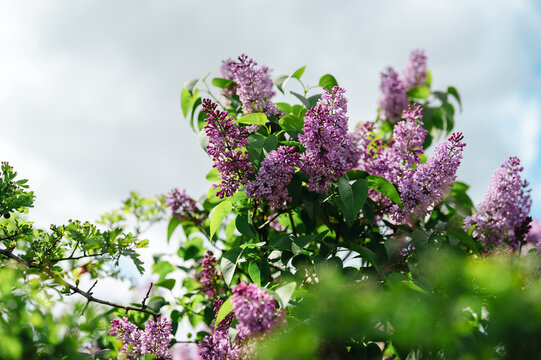 Blooming Lilac Flowers (Syringa vulgaris), spring garden plant, floral nature background