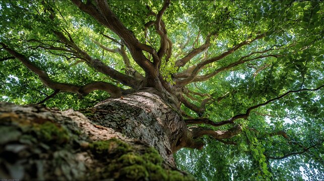Low Angle View of Forest Canopy / 森の天蓋を見上げるローアングル