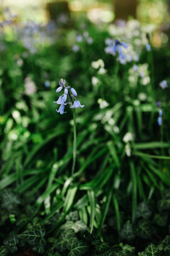Bluebell purple Flowers (Hyacinthoides non-scripta), spring woodland plant, floral nature background