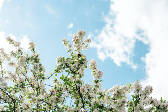 Blooming Apple Tree (Malus domestica), white spring flowers, blue sky background