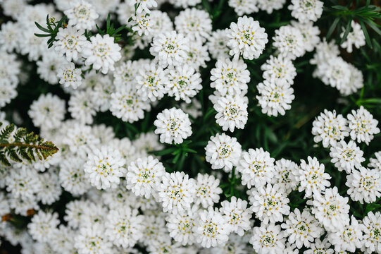 White Candytuft Flowers (Iberis sempervirens), spring garden ground cover, floral background