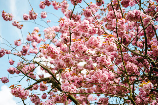 Double pink cherry blossom (Prunus serrulata) Spring bloom floral background against blue sky