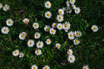 Common Daisy Flowers (Bellis perennis), white wildflowers in grass, spring meadow background © Inga