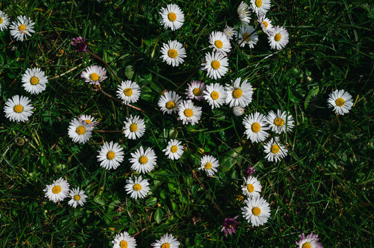 Common Daisy Flowers (Bellis perennis), white wildflowers in grass, spring meadow background