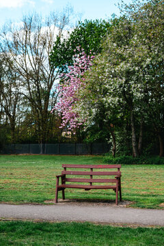 Empty bench against Blooming Japanese Cherry Trees (Prunus serrulata), spring park landscape, abstract spring nature background