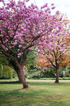 Blooming Japanese Cherry Trees (Prunus serrulata), spring park landscape, abstract spring nature background