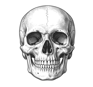 Skull Portrait Illustration for Halloween or Medical Theme. Hand drawn vintage engraved, vector illustration.