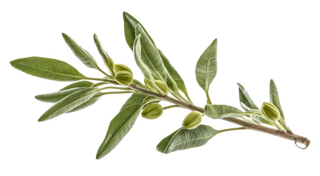 elaeagnus angustifolia branch isolated on white background.