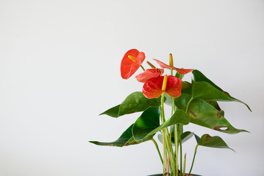 House plant Anturium with damaged leaves.