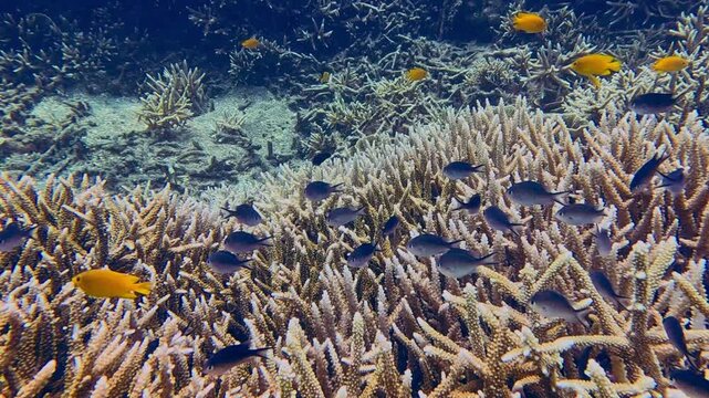 Swimming pov dolly forward to a school of Ternate Chromis (Chromis ternatensis) and lemon damsel (Pomacentrus moluccensis) taking refuge in the dense colony of staghorn coral. Dauin, Philippines