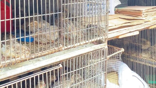 Birds: Koel rearing in metal cage for sell in Bangladesh.