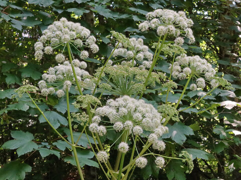 Une ang&eacute;lique