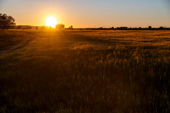 Golden sunset over a rural dirt road and agricultural fields in Huesca, Aragon, Spain, with a solitary tree silhouette against a bright orange sun.