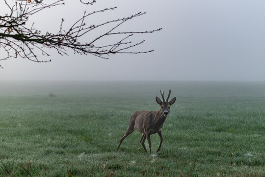 Rehbock im Morgennebel