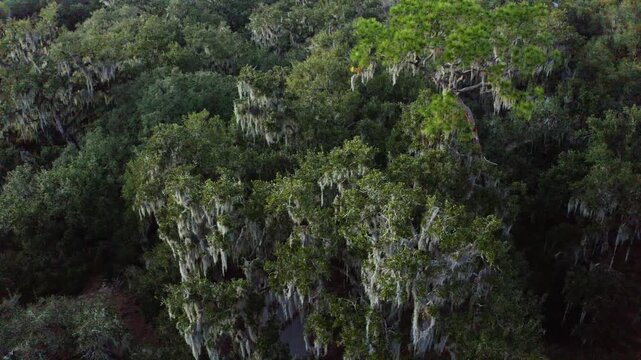 Dense oak trees draped in moss under overcast skies. Captures the natural beauty and mystery of Circle B Park. Suitable for environmental projects and documentaries.