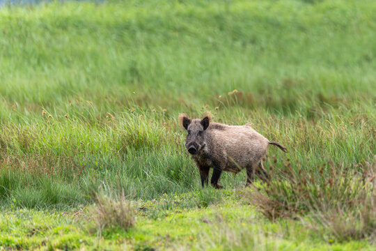 &Uuml;berl&auml;uferkeiler im Gras