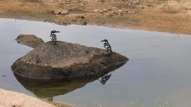 Pied kingfisher bird on rock in shallow pond is joined by partner