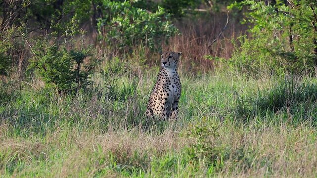 Single cheetah big cat sits center frame in green bush savanna grass