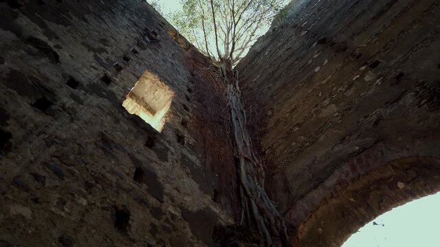 Abandoned hacienda interior with tall stone walls and tree roots growing down from top, natural light entering through opening, showing decay, nature and historic structure