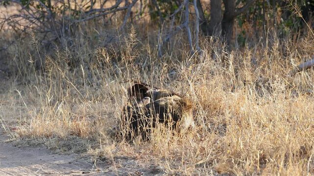 African wild dog with tracking collar walks off dirt road to lie down