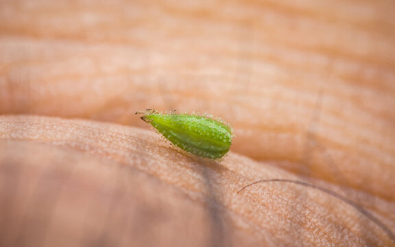 Boerhavia diffusa fruit pod on human skin