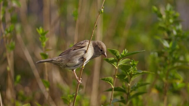 Closeup profile view of female house sparrow (Passer domesticus) perched on stem