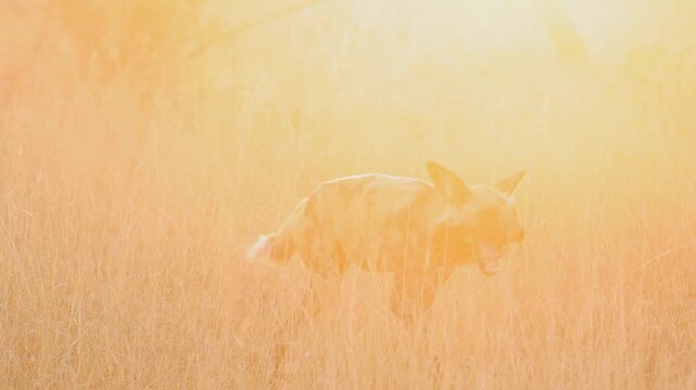Ethereal high key golden amber lens flare as wild dog walks on savanna