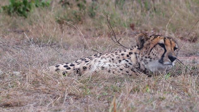 Close-up cheetah wearing tracking collar reclined on grass savanna