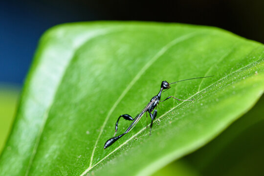 Ensign wasp walking on tropical green leaf