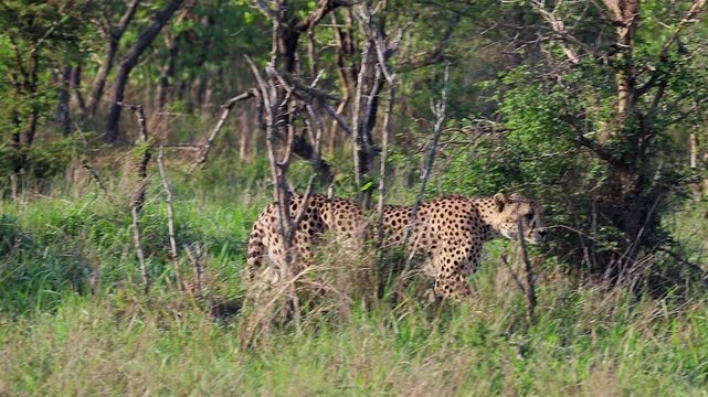 Camera pans with cheetah walking in profile through green woodland