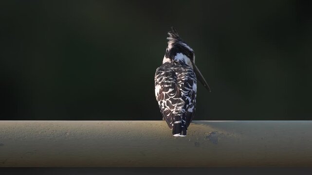 Closeup Pied kingfisher isolated against dark green bokeh background