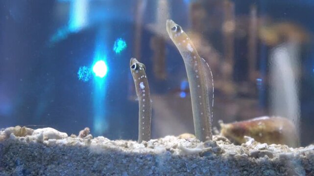 Whitespotted Garden Eels Poking Out from Sand Burrow Underwater. 4K