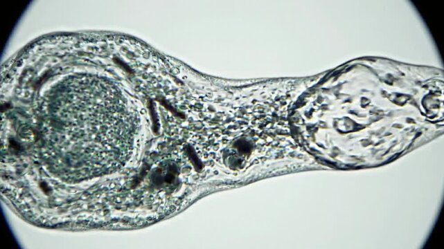 Detailed microscopic video footage showing the internal motion and structure of a parasitic worm organism