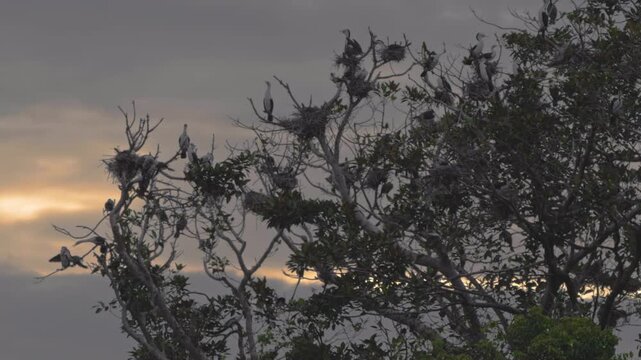 A tree full of little pied cormorants against a stormy sunset.