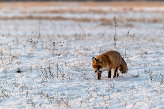 Rotfuchs im Winter