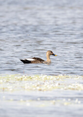 Fototapeta premium Indian Spot-billed Duck Swimming in Peaceful Lake Environment.