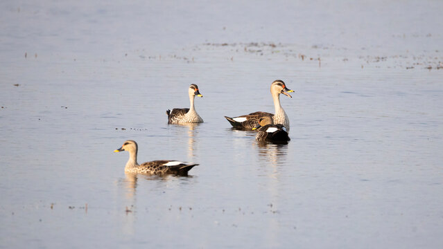 Indian Spot-billed Ducks Swimming in Peaceful Lake Environment. 