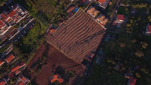 Aerial View of Agricultural Fields and Residential Houses in Madeira
