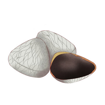 Watercolor Keluak Pucung Black Nut Indonesian Spice Isolated on White Background