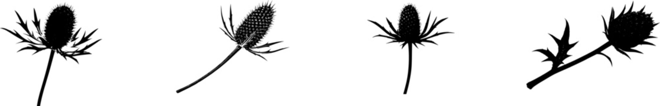 A solitary Eryngium (Sea Holly) flower head, with its metallic blue bracts and cone-like center, stands stark against a pure white background, exuding an air of natural elegance