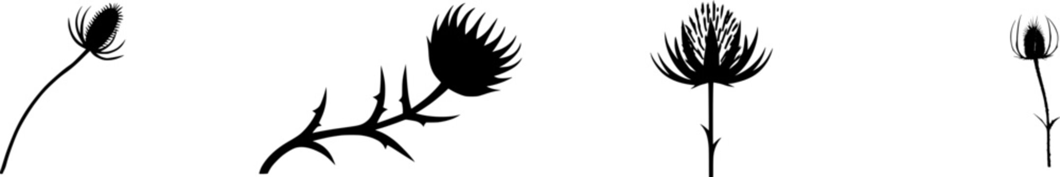 A solitary dried Thistle seed head stands gracefully against a pristine white backdrop, its sharp bracts and delicate white fluff creating an intricate architectural masterpiece