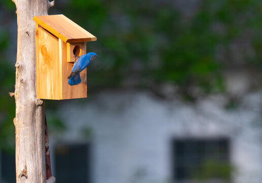 Male eastern bluebird inspecting a new bird house, perched at the entrance