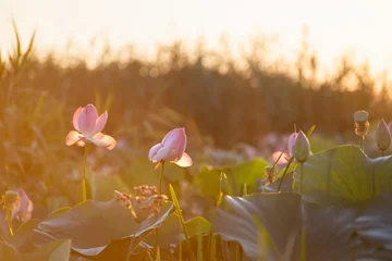 Blooming pink lotuses with green leaves at sunrise. Beautiful summer landscape. Volga river delta in Astrakhan region, Russia. © smallredgirl