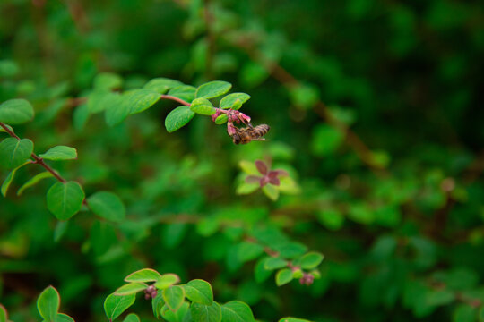 Box honeysuckle Lonicera nitida branch with small pink flowers and honeybee collecting nectar in green natural garden macro scene