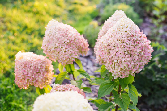 Pixio Hydrangea Flowers Growing in Summer Garden